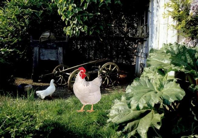 Ferme à Anvers Ferme à Anvers
